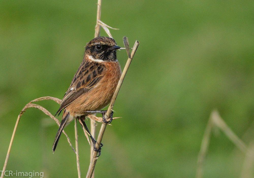 Stonechat by Tony Wright