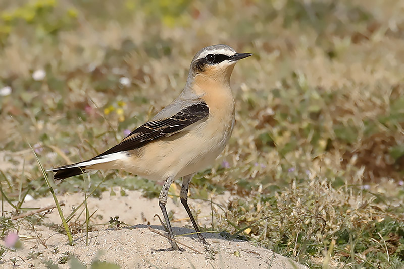 Wheatear by Mick Dryden