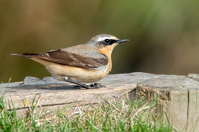 Wheatear by Romano da Costa