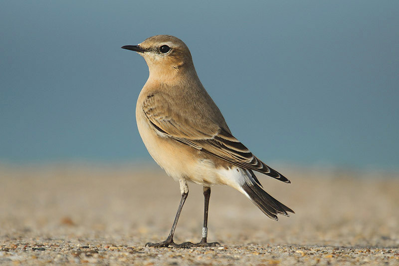 Northern Wheatear by Mick Dryden