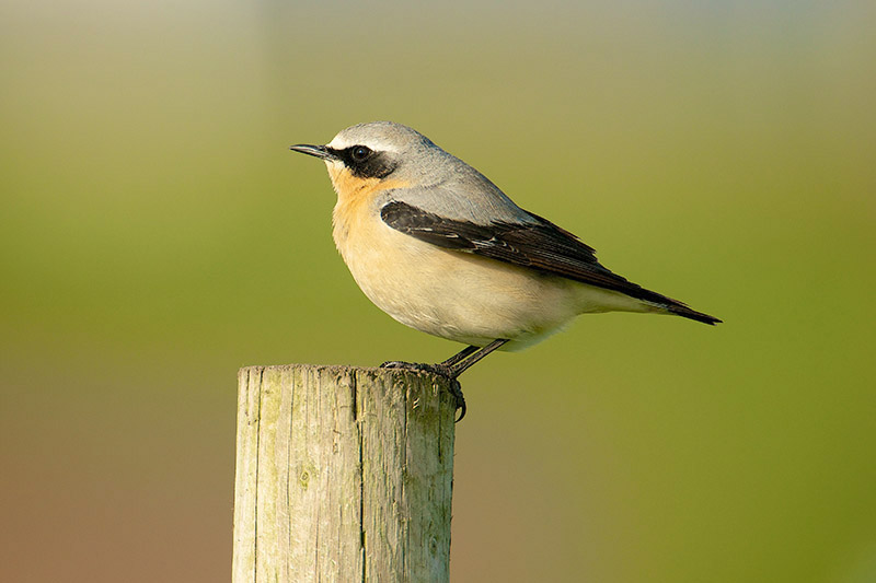 Northern Wheatear by Paul Marshall