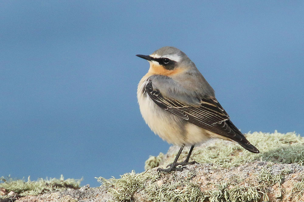 Northern Wheatear by Mick Dryden