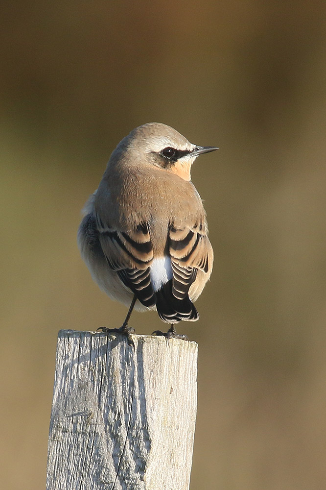 Northern Wheatear by Mick Dryden