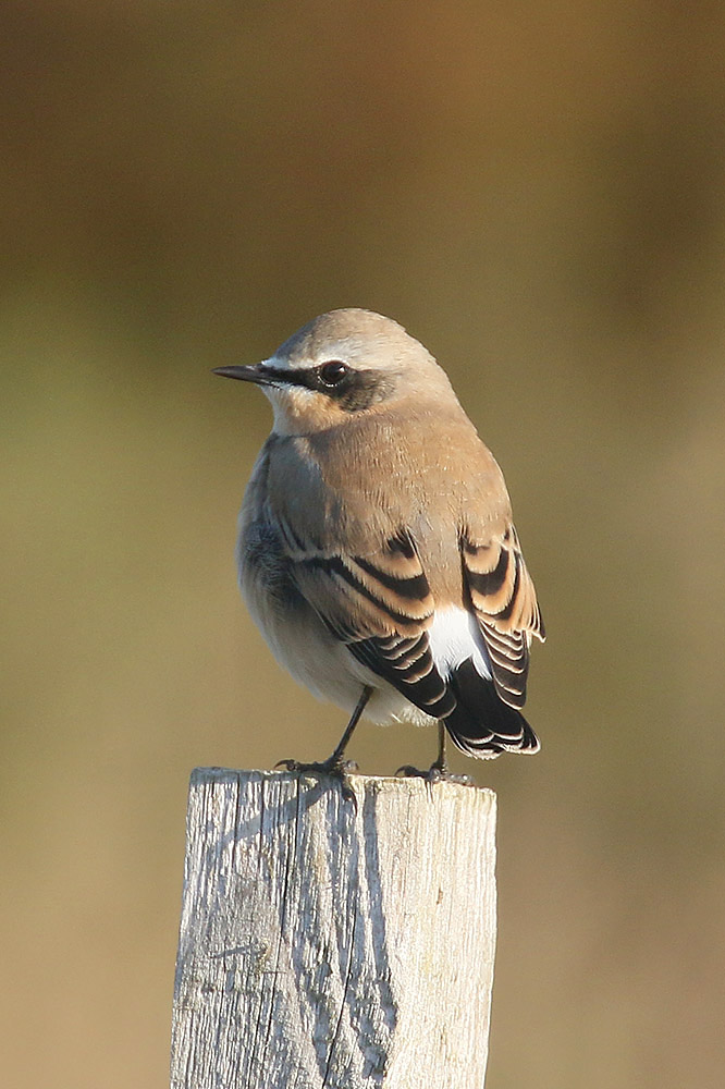 Northern Wheatear by Mick Dryden