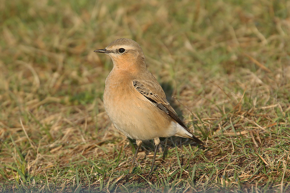 Northern Wheatear by Mick Dryden