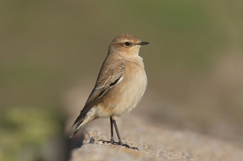 Northern Wheatear by Mick Dryden