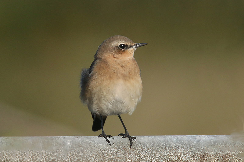 Northern Wheatear by Mick Dryden