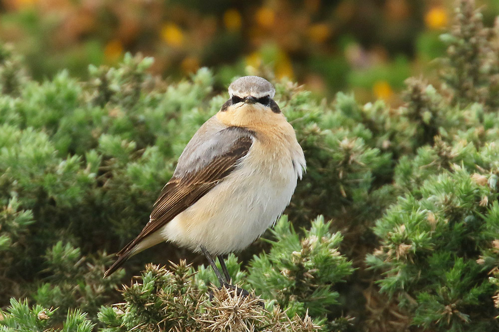 Northern Wheatear by Mick Dryden