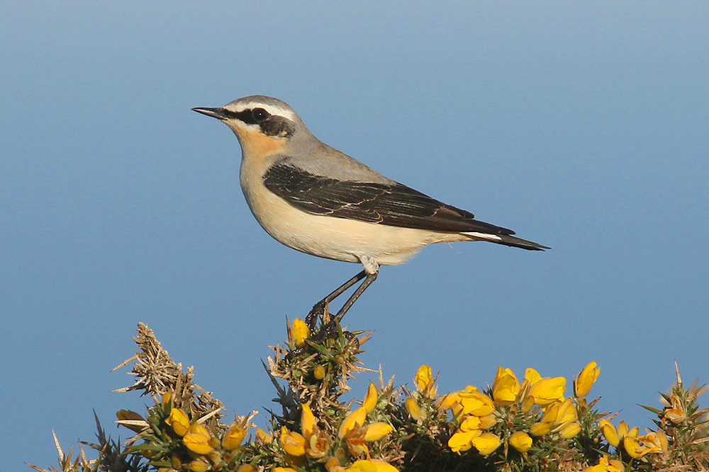 Northern Wheatear by Mick Dryden