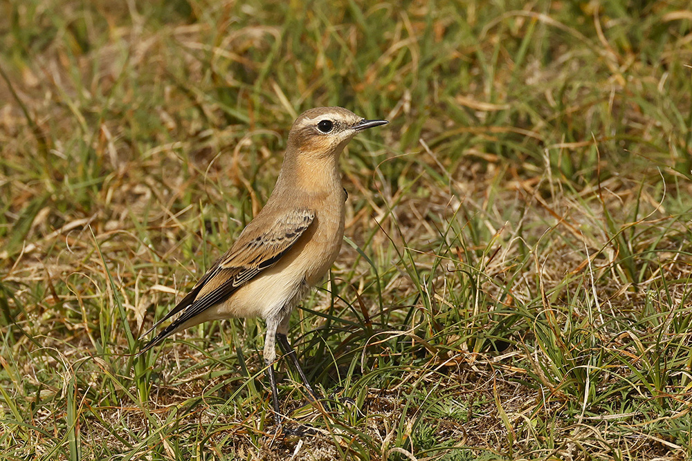 Wheatear by Mick Dryden