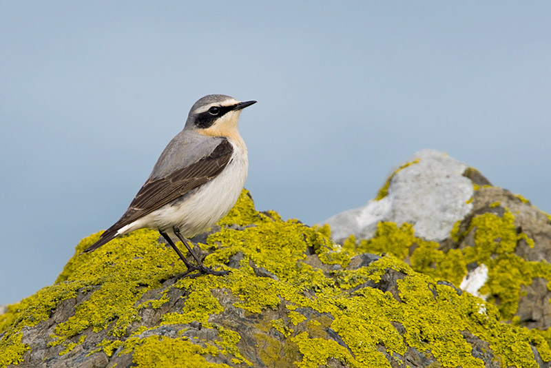 Northern Wheatear by Romano da Costa