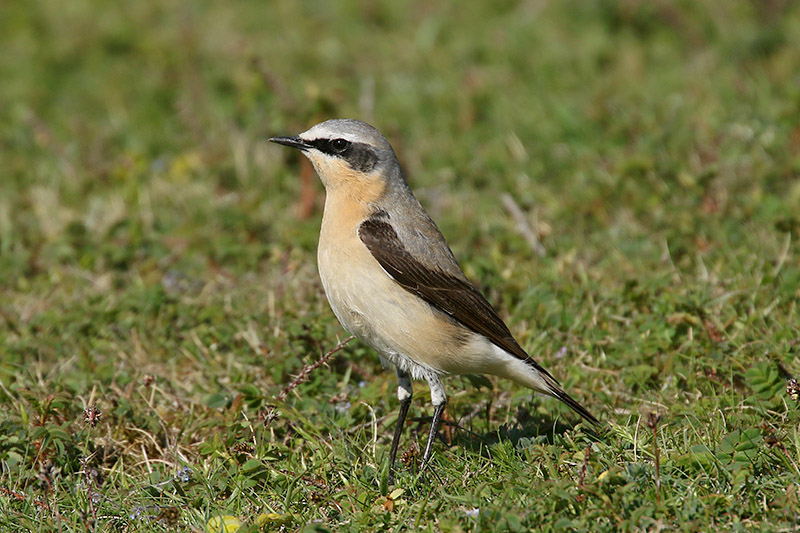 Northern Wheatear by Mick Dryden