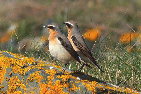 Northern Wheatear by Peter Double