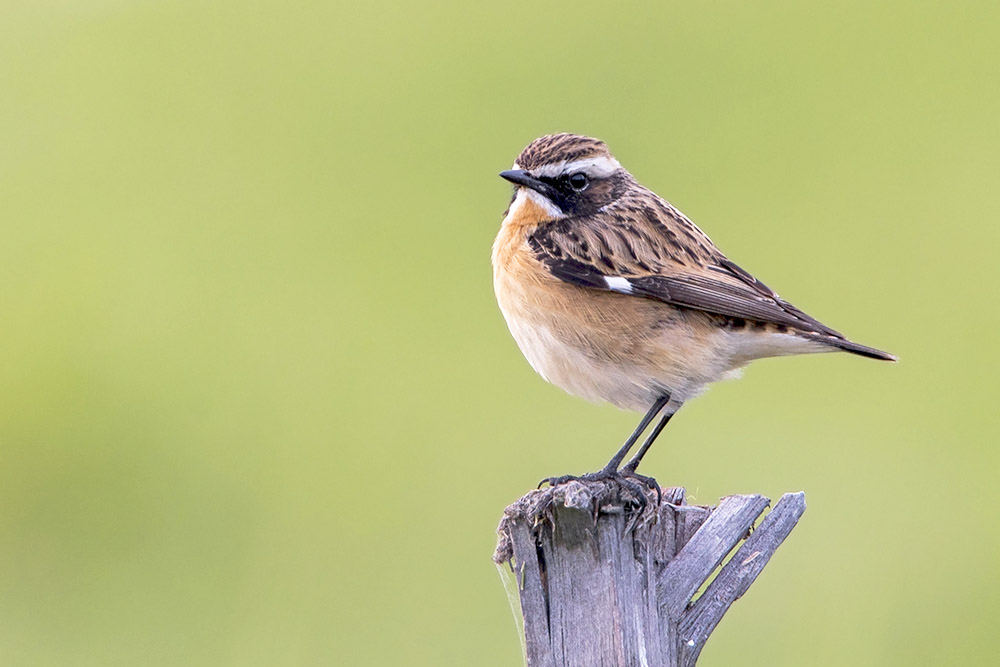 Whinchat by Romano da Costa