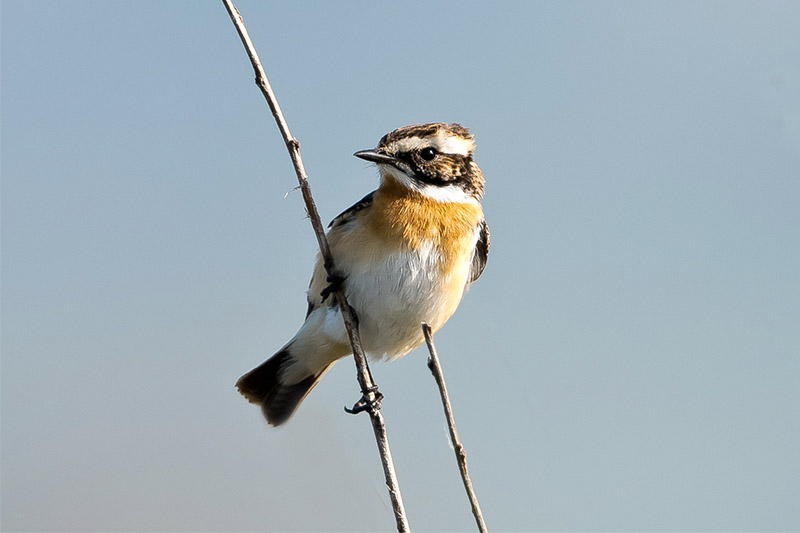 Whinchat by Romano da Costa
