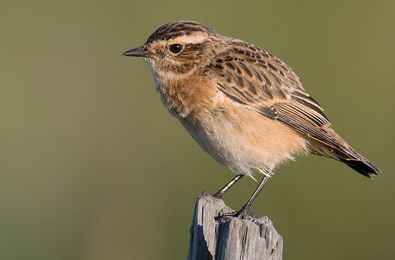 Whinchat by Andy Stoaling
