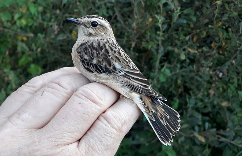 Whinchat by David Buxton