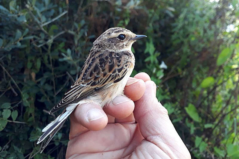 Whinchat by David Buxton