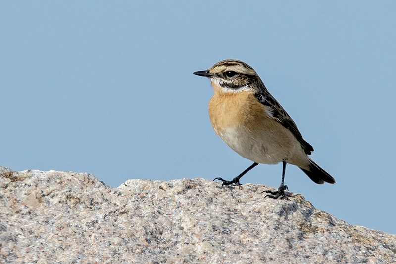 Whinchat by Romano da Costa