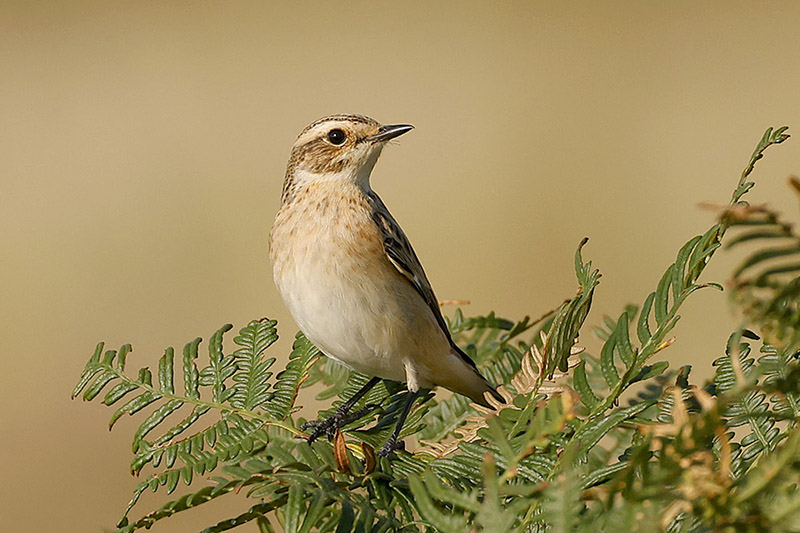 Whinchat by Mick Dryden