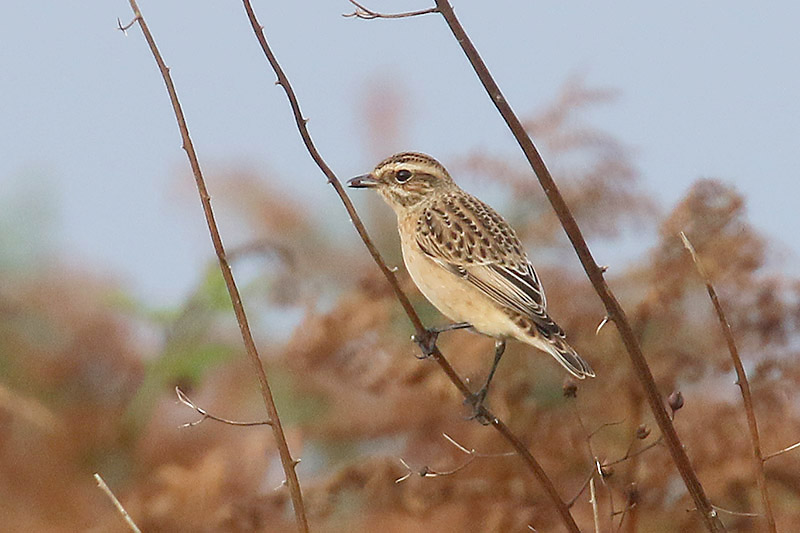 Whinchat by Mick Dryden