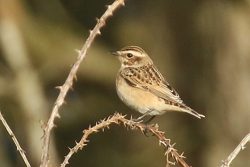 Whinchat by Mick Dryden