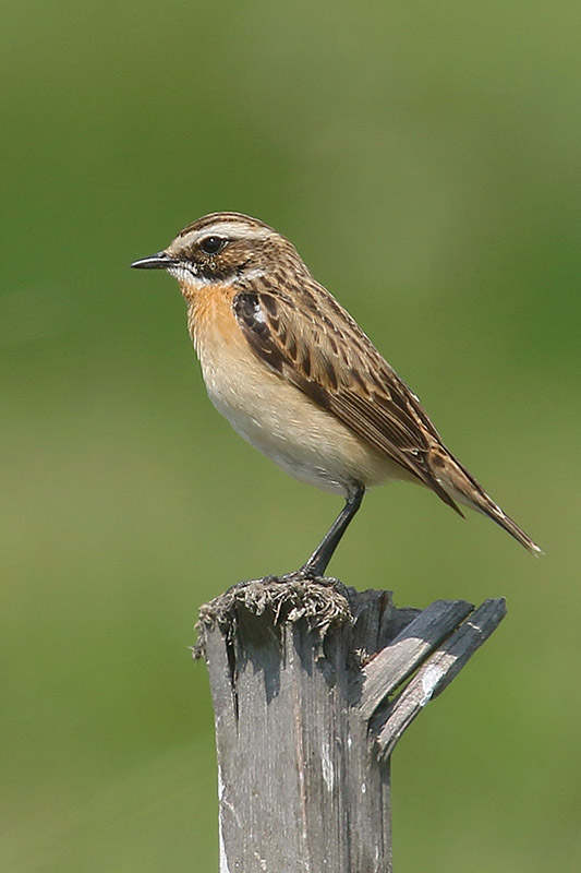 Whinchat by Mick Dryden