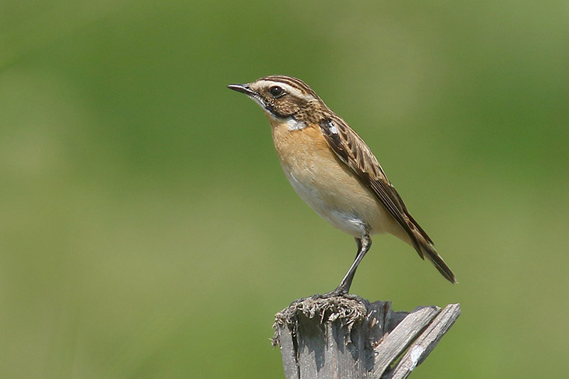 Whinchat by Mick Dryden