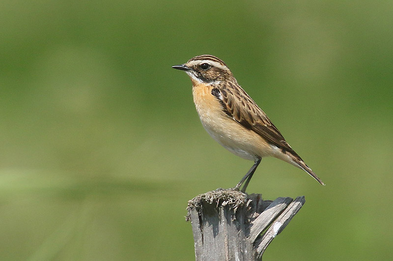 Whinchat by Mick Dryden