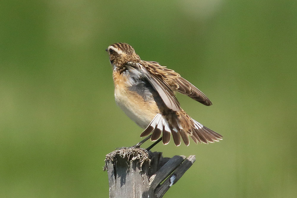 Whinchat by Mick Dryden