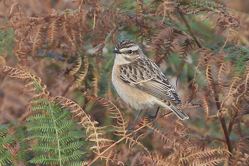 Whinchat by Mick Dryden