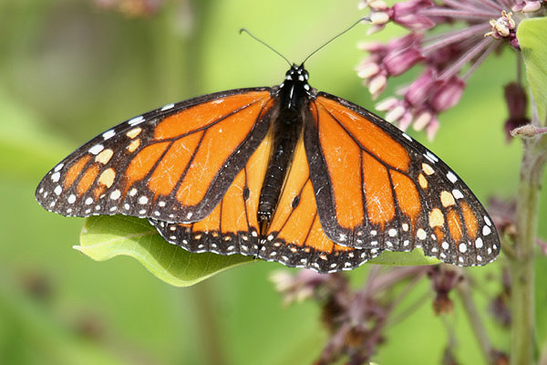 Monarch by Mick Dryden