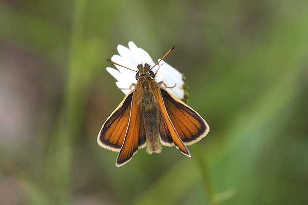 Skipper sp by Mick Dryden