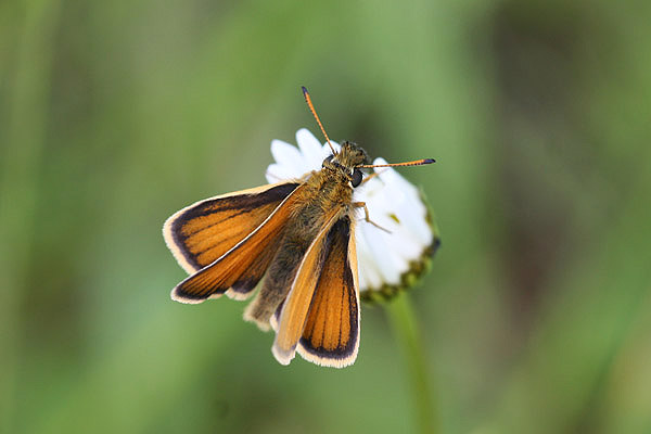 Skipper sp by Mick Dryden