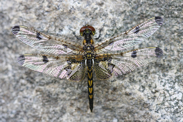 Callico Pennant by Mick Dryden