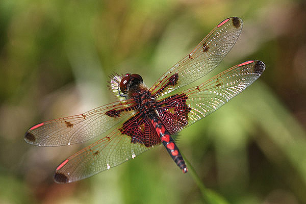 Callico Pennant by Mick Dryden