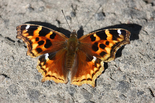 Compton's Tortoiseshell by Mick Dryden