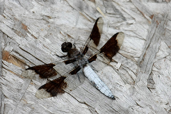 Common Whitetail by Mick Dryden