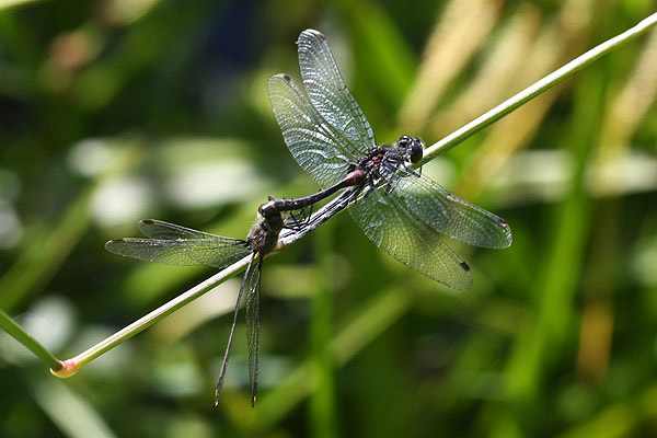 Crimson-winged Whiteface by Mick Dryden
