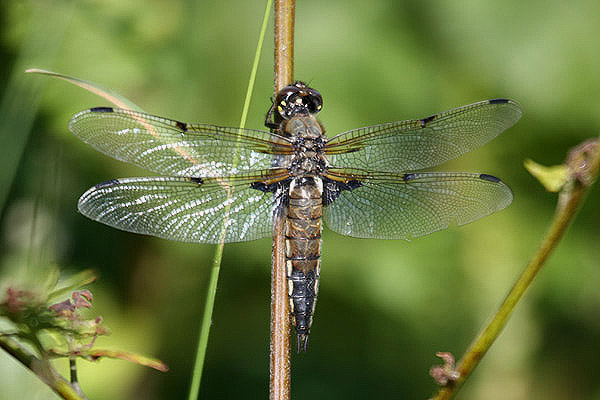 Four-spotted Skimmer by Mick Dryden