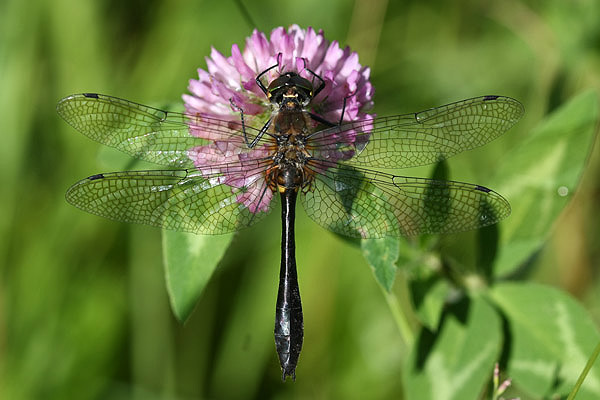 Racket-tailed Emerald by Mick Dryden