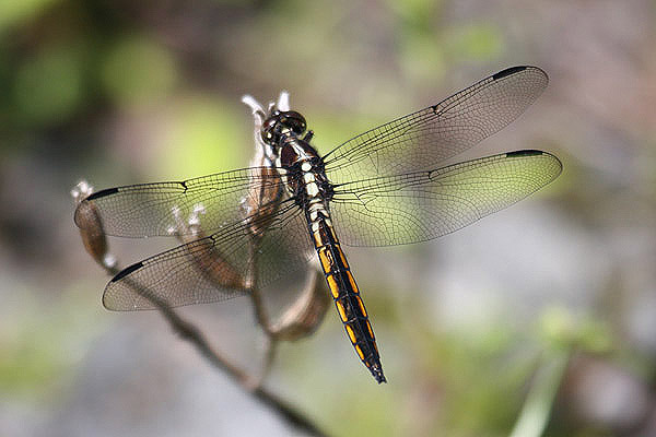 Slaty Skimmer by Mick Dryden