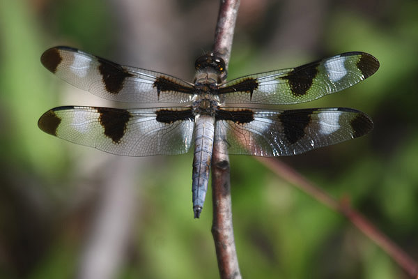 Twelve-spotted Skimmer by Mick Dryden