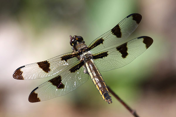 Twelve-spotted Skimmer by Mick Dryden