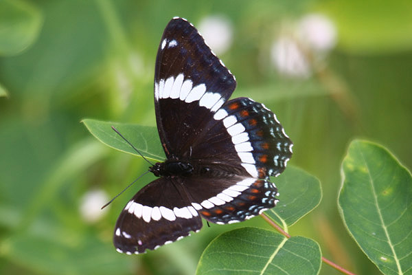 White Admiral by Mick Dryden