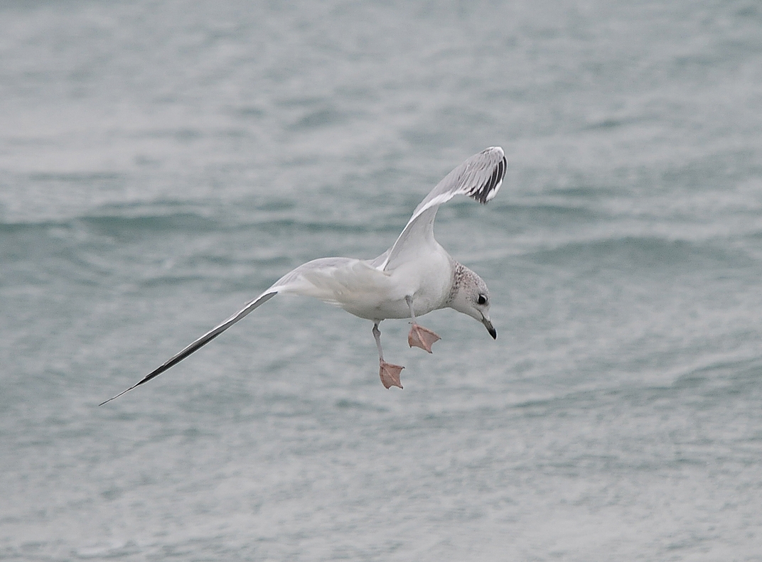 Common Gull by Romano da Costa