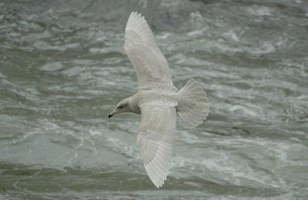 Glaucous Gull by Romano da Costa