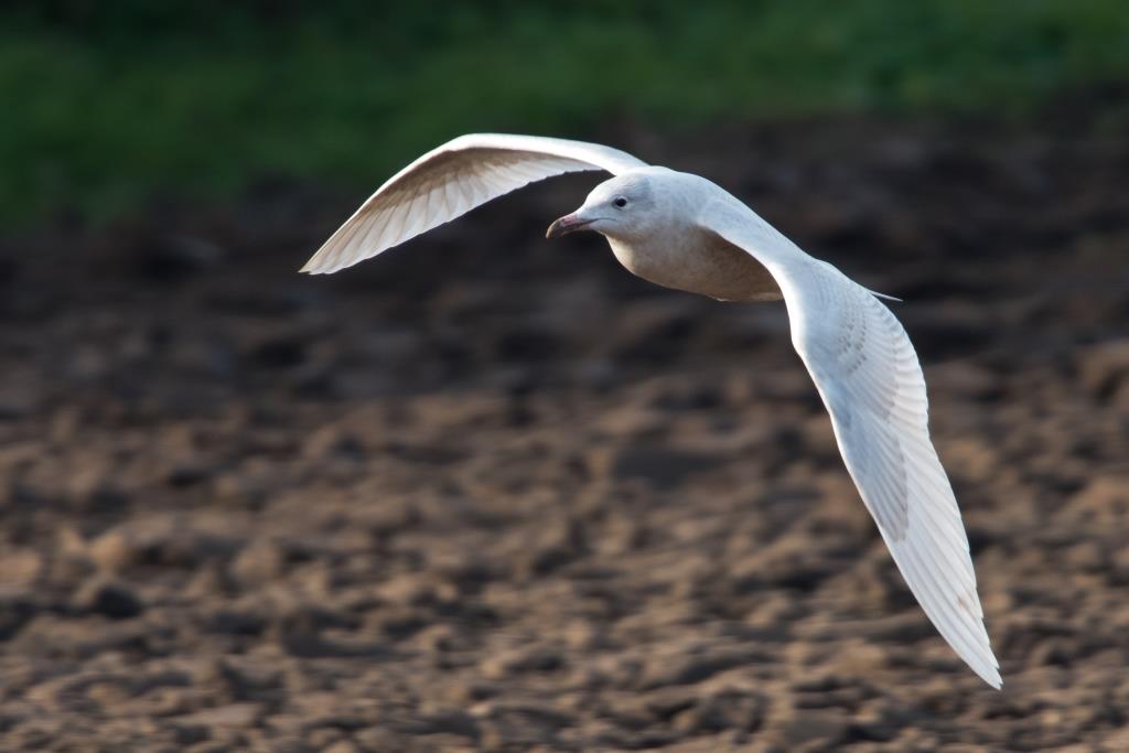 Glaucous Gull. 19-1-2016. Romano da Costa