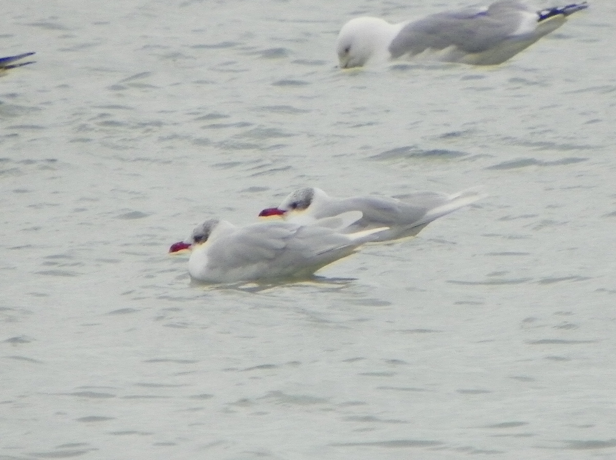 Mediterranean gulls