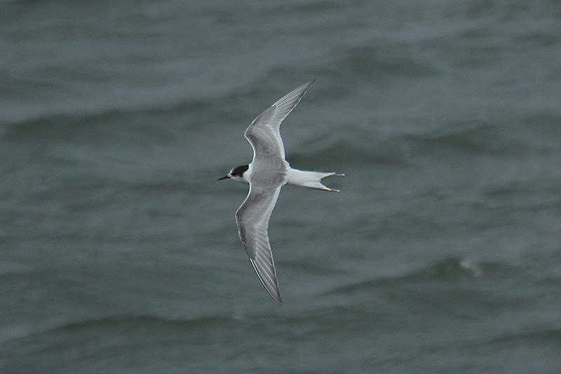 Arctic Tern by Mick Dryden